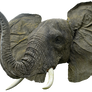 Elephant Head By Gd08