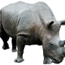 Rhino 03 By Gd08
