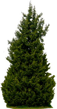 Tree 61 By Gd08