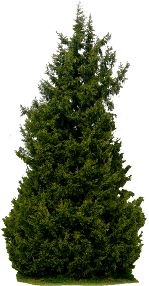 Tree 61 By Gd08