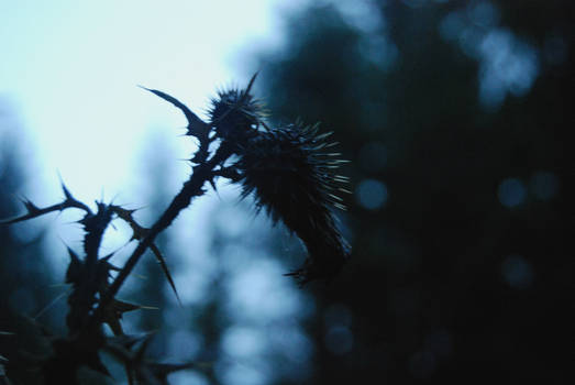 Bat-thistle