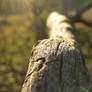 An insects perspective in the Aus bush.