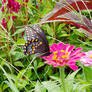 Swallowtail's kiss