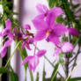 Glowing Purple Orchid