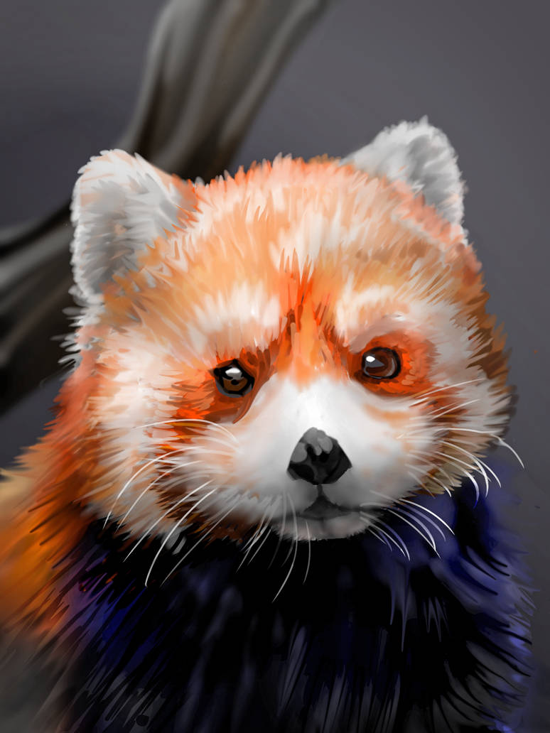 Redpanda by Akira-Luca on DeviantArt