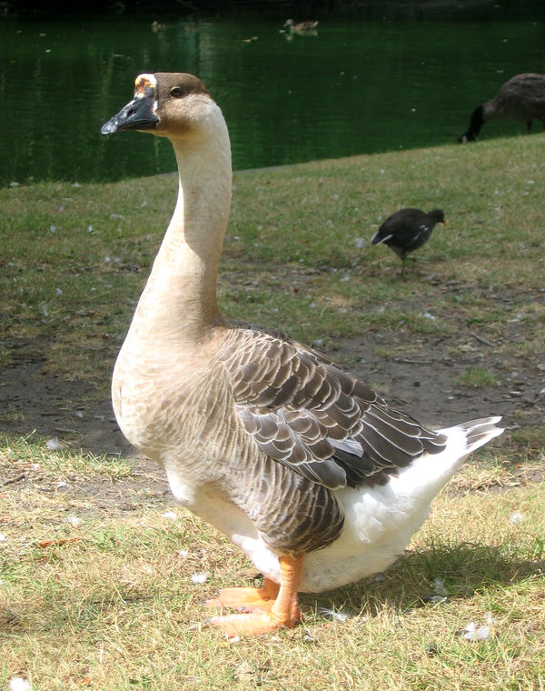 geese2