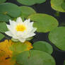water lilly 1