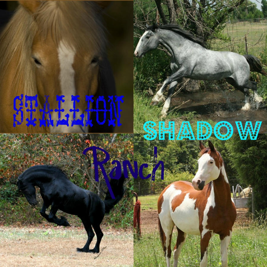 Stallion Shadow Ranch