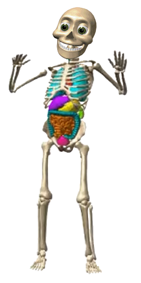 Skinless Skeleton Seemore Skinless (Render) by mutlit00nstodio2020 on DeviantArt