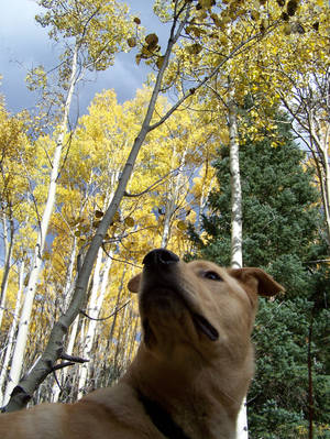 Under the aspen