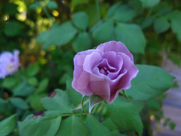 Purple Rose