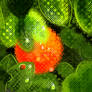 Stupid Little Orange