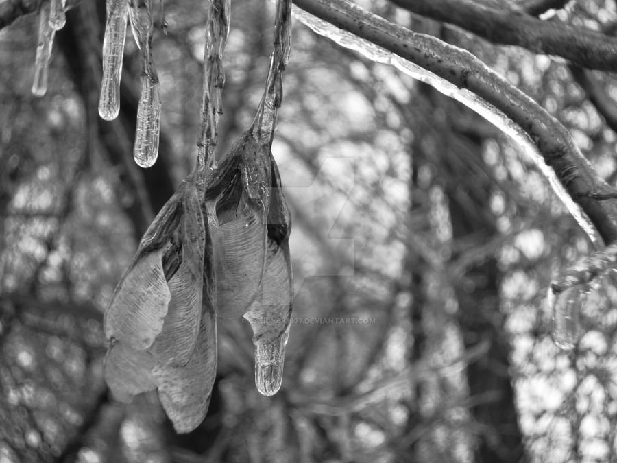 Ice storm