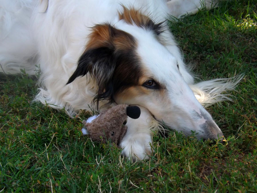 Borzoi life is too tiresome ... ^^