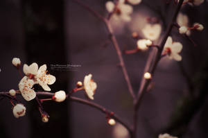Soft Spring by aninyosaloh Soft Spring by aninyosaloh