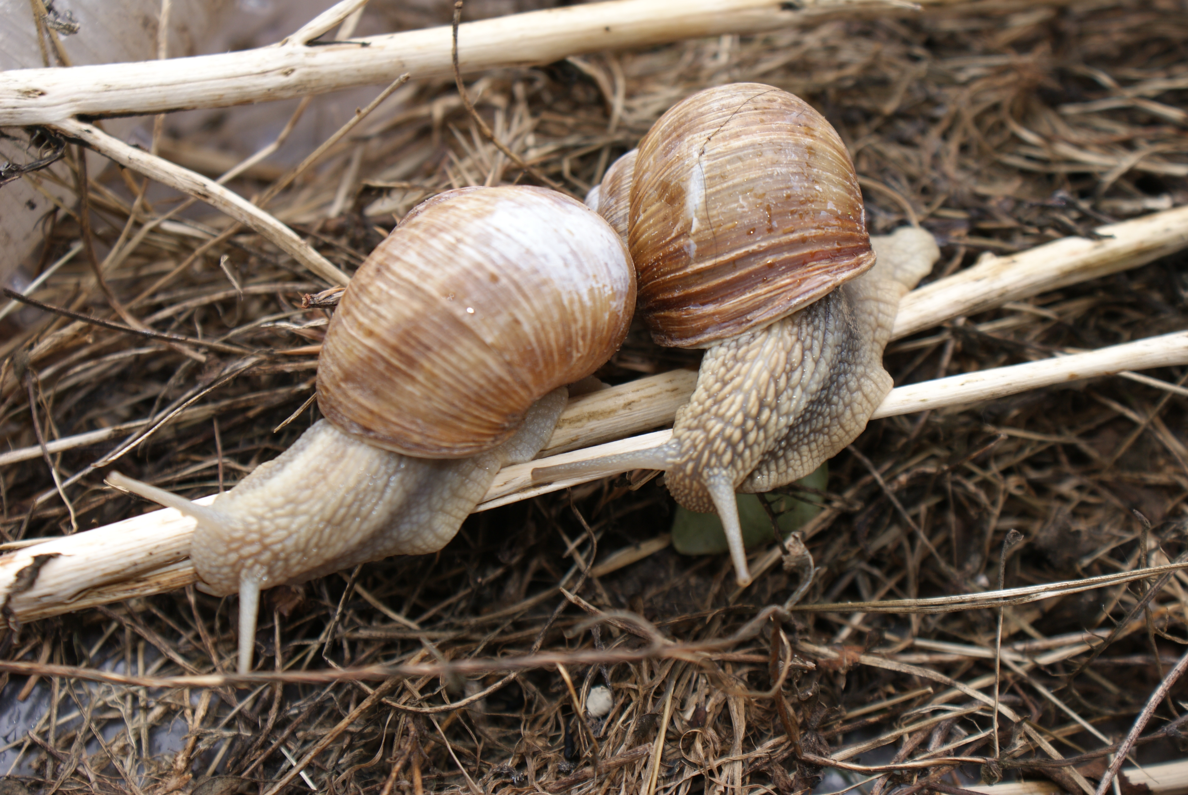 Snails