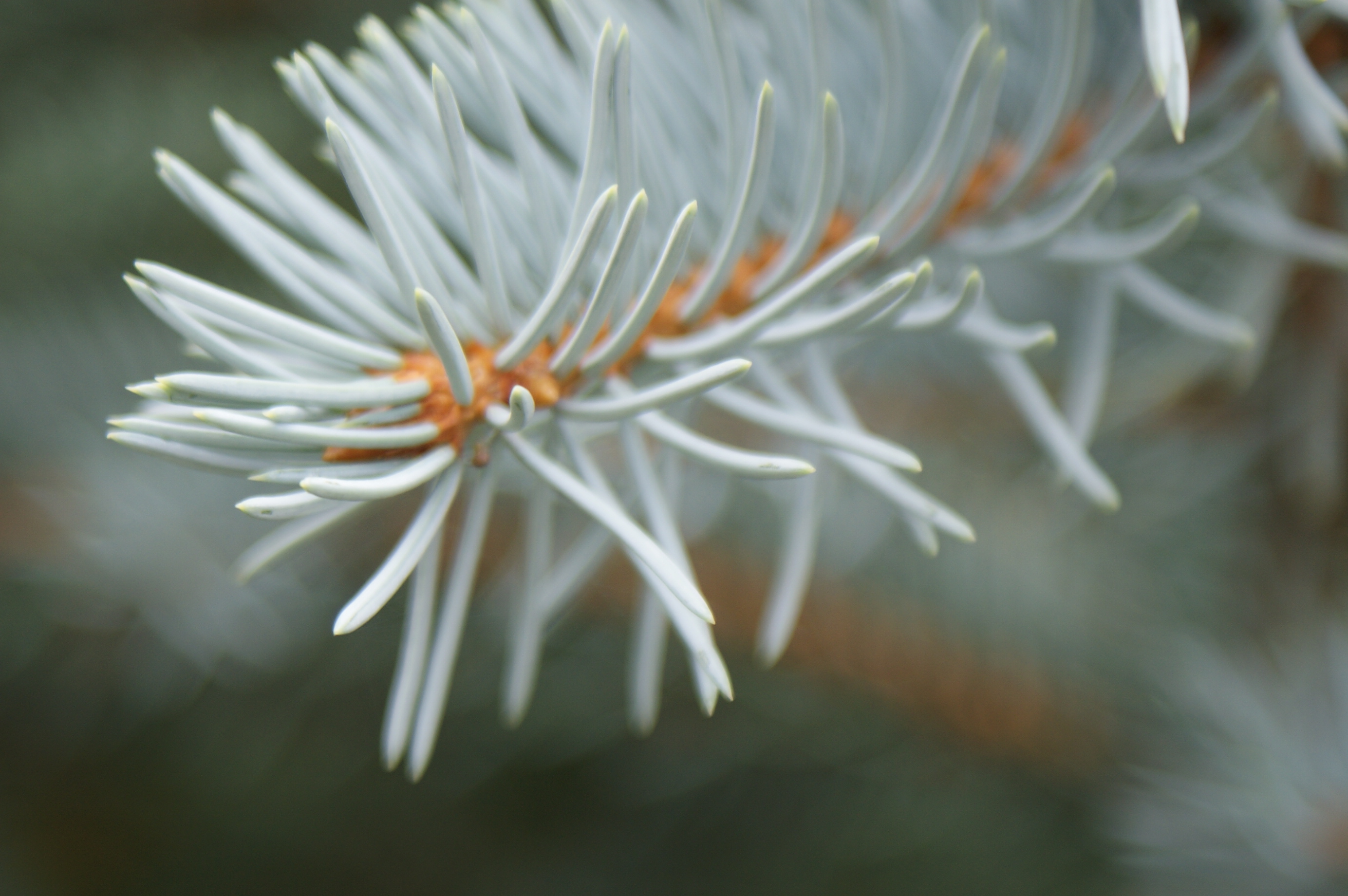 Blue Spruce Close-Up