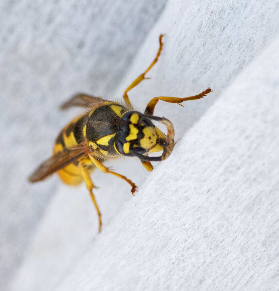 Wasp