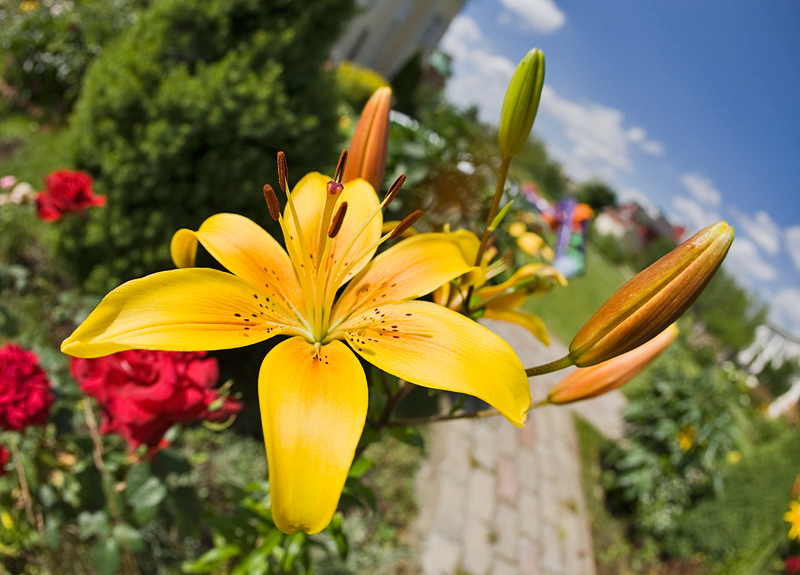 Flower portraits: Lilly