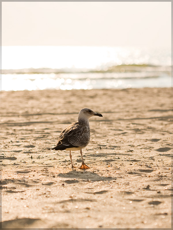 Birds of the sea: Seagull 1