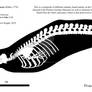 Skeletal Anatomy | Beluga Whale