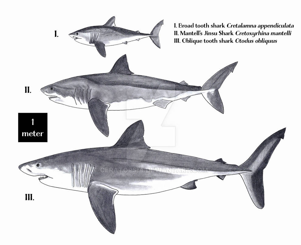 From the Collection | Extinct Mackerel Sharks by Ceratopsia on DeviantArt