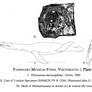 Vermont Museum Specimens | Not-quite Plesiosaurus