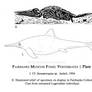Vermont Museum Specimens | Fairbanks Ichthyosaur
