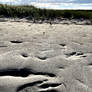 Jurassic East Coast III