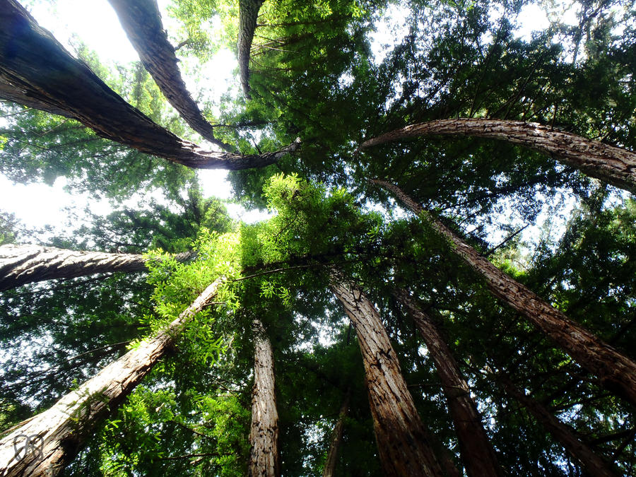 Twisted Grove by theredneckpirate on DeviantArt
