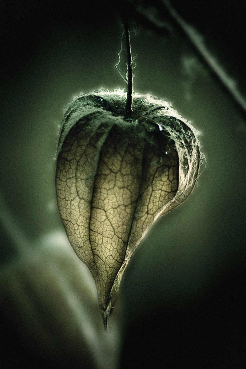 Rotten Heart by anderton on DeviantArt