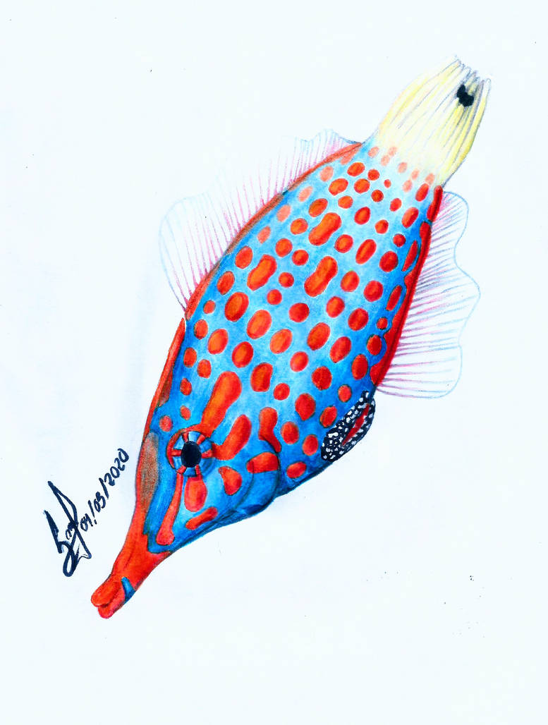 Harlequin Filefish by Sketchy-Dragon on DeviantArt
