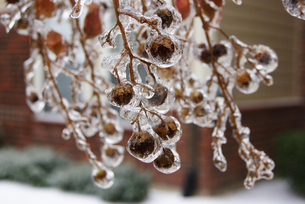 iced tree