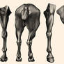Study : Horse Anatomy