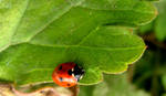Little Ladybug by NewMoon12