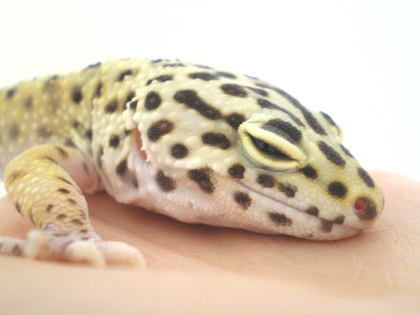 Gecko