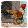 Chicken