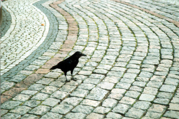 Sprach der Rabe by Eisratte03 on DeviantArt