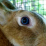 Blue-eyed Bunny :3