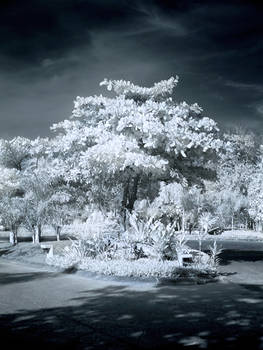 Tree in riviera maya