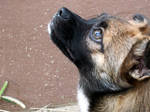 random dog - v.2.0 by IsoldeColleen