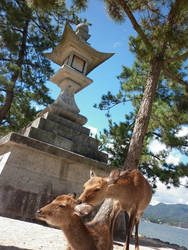 Itsukushima's Deers