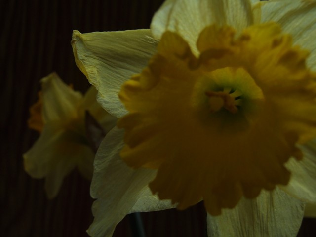 narcissus