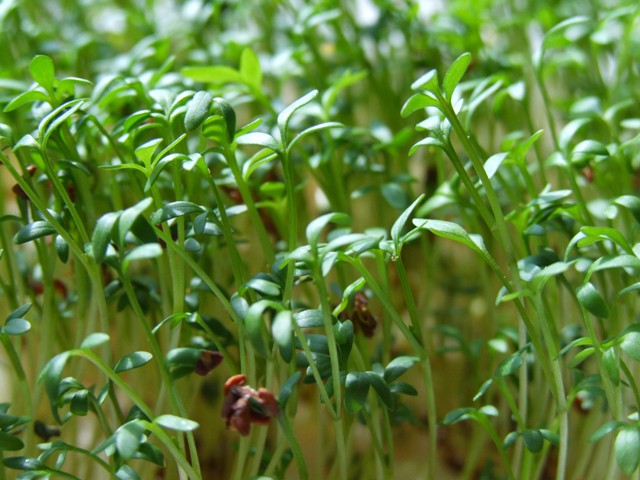 watercress