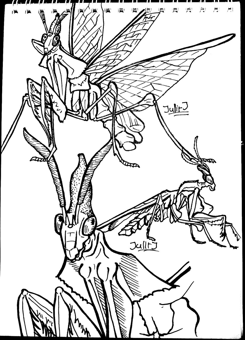 Mantis Sketch by JulitJ on DeviantArt