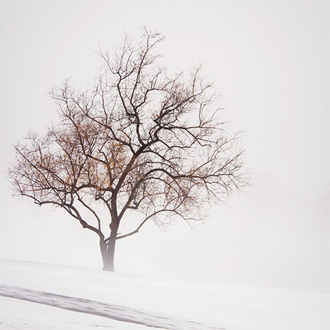 Snow and Fog