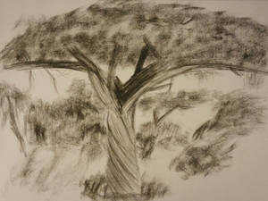 Tree practice - charcoal