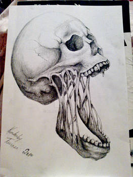 skull