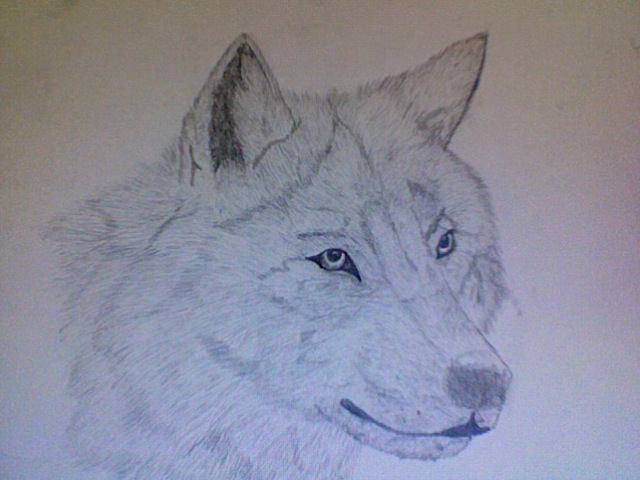 Wolf face