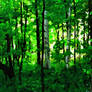 Two Birch Trees